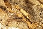 1) Biotite