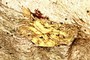 5) Staurolite