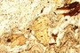 7) Biotite