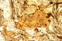 8) Biotite