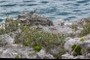 Sea Oxeye Daisey