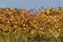 Sea Grape Leaves