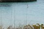 Sea Oats