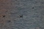 Canadian Geese and misc. ducks
