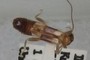 earwig?
