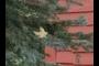 Maple Leaf