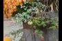 Barrel Planter Harvest
