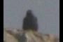 Crow