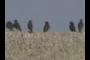A murder of crows